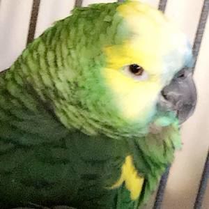 Meet your Posher, Wilber